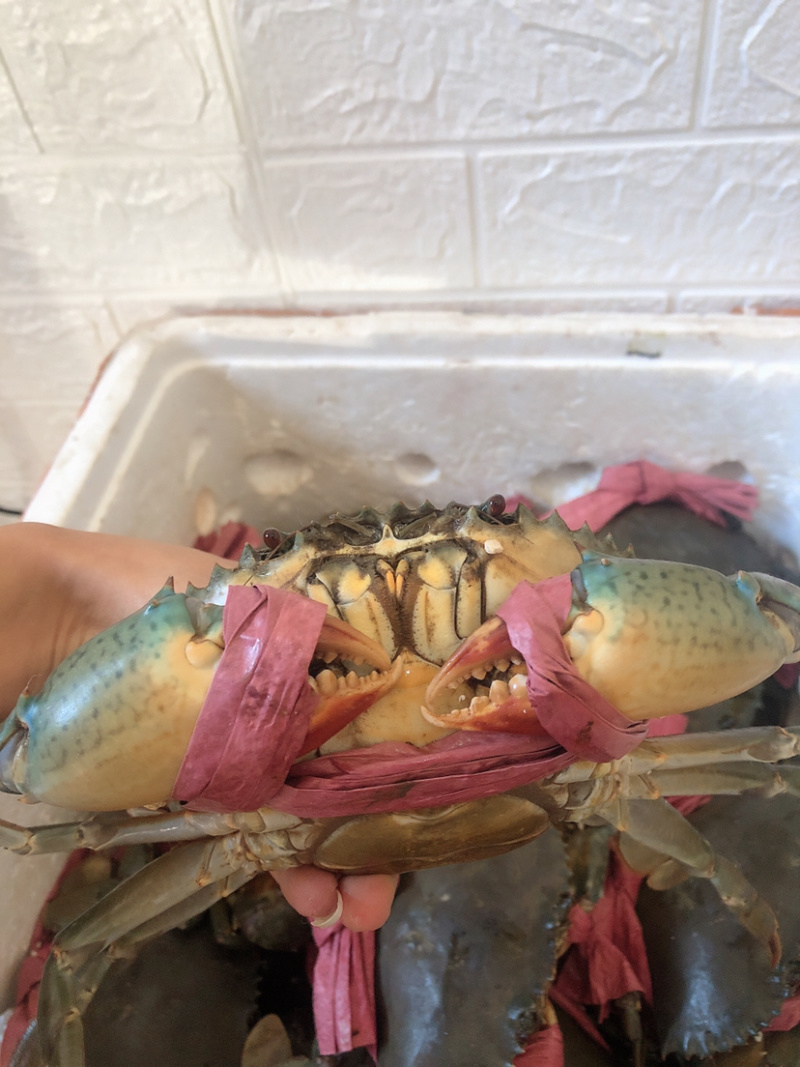 红鲟膏蟹红母鲟螃蟹海鲜