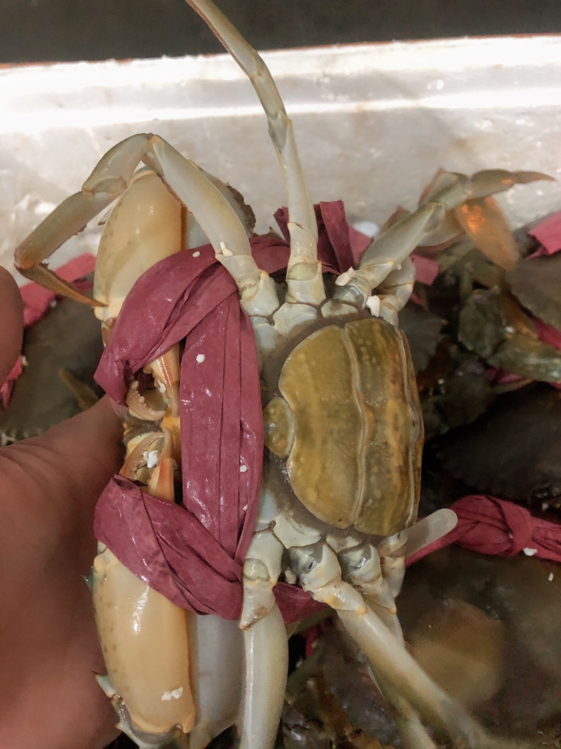 红鲟膏蟹红母鲟螃蟹海鲜