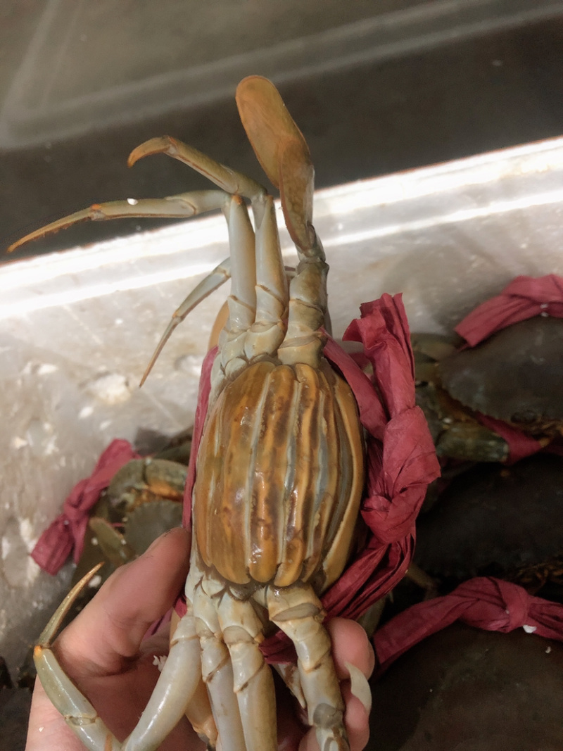 红鲟膏蟹红母鲟螃蟹海鲜