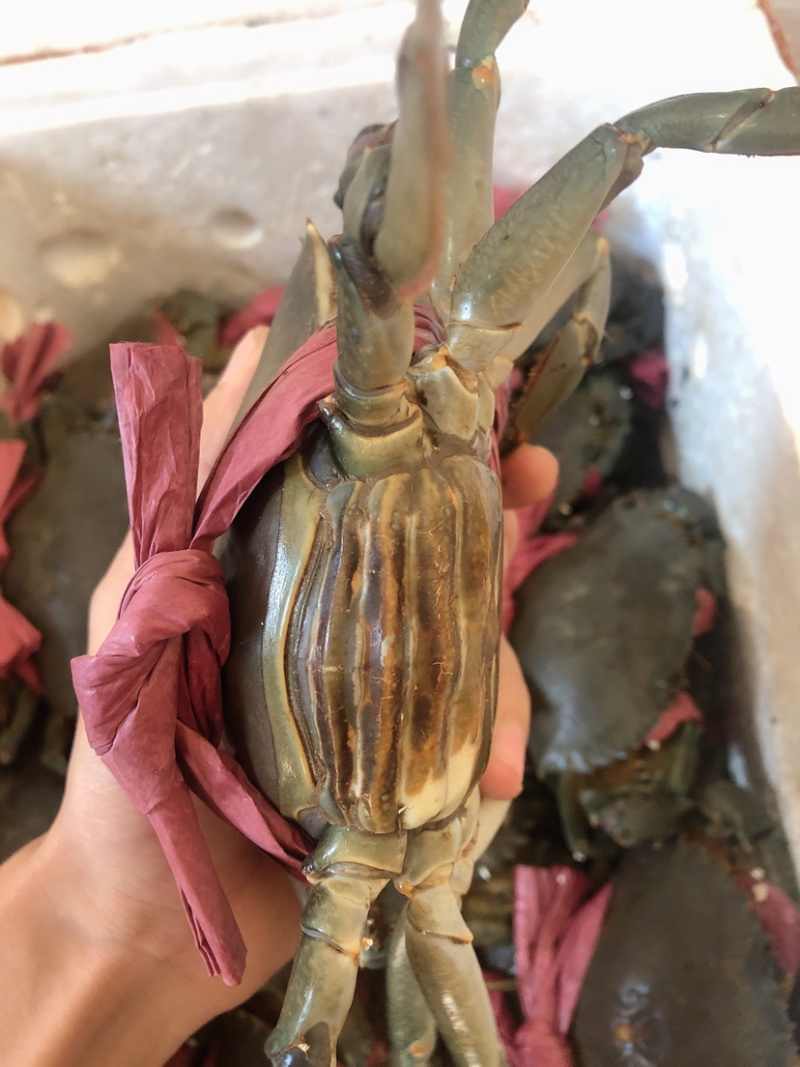 红鲟膏蟹红母鲟螃蟹海鲜