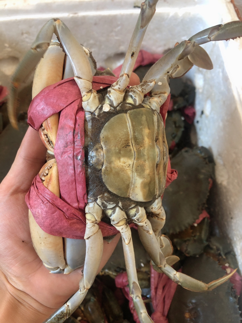 红鲟膏蟹红母鲟螃蟹海鲜
