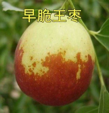 果树苗早脆王枣苗含糖量高肉质细嫩嫁接枣树苗当年结果