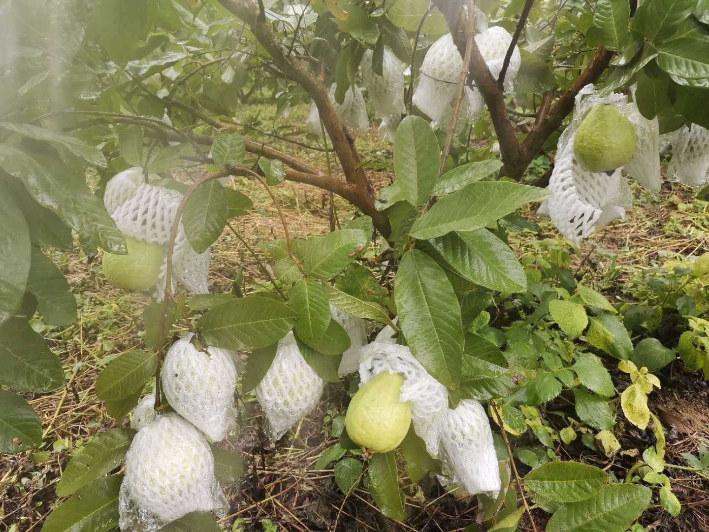 果园中挂满成熟番石榴的果树