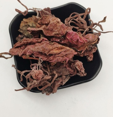 紫背天葵 包邮 红天葵 正品保证质量7天无理由退货退款