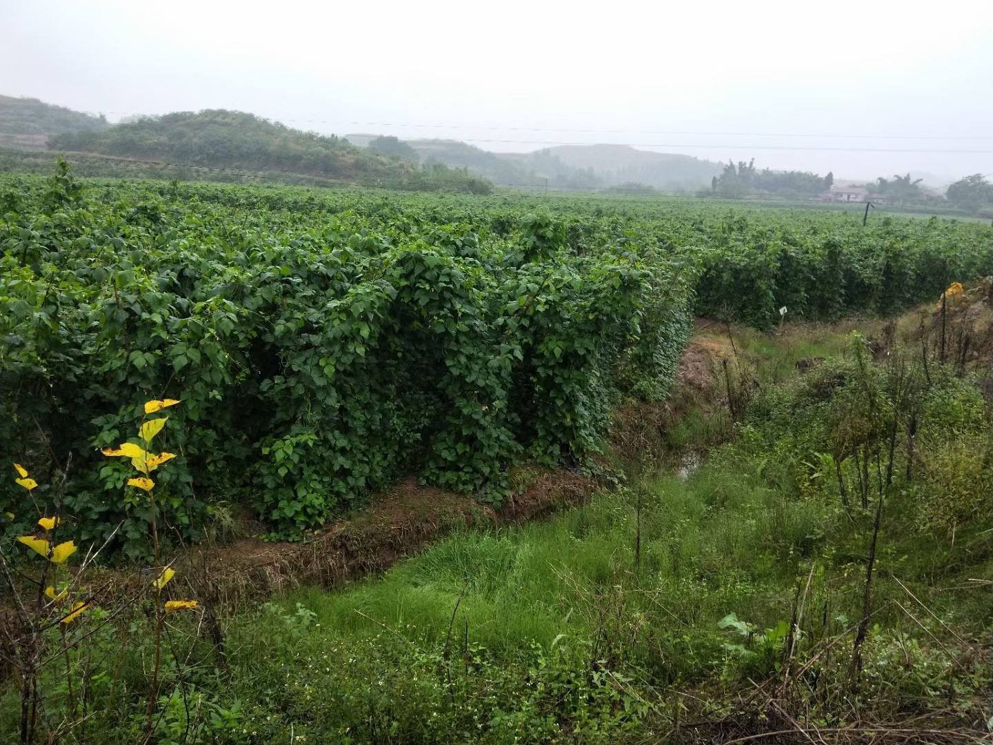 西双版纳热带雨林边缘的无筋豆连片种植基地,清晨阳光洒在翠绿的豆蔓上,农民正在田间采收嫩荚,背景可见典型的傣族村寨与热带植被 版纳无筋豆种植基地航拍图