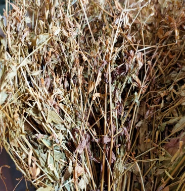 中草药广西野生扎把鸡心黄中药材鸡心草干品