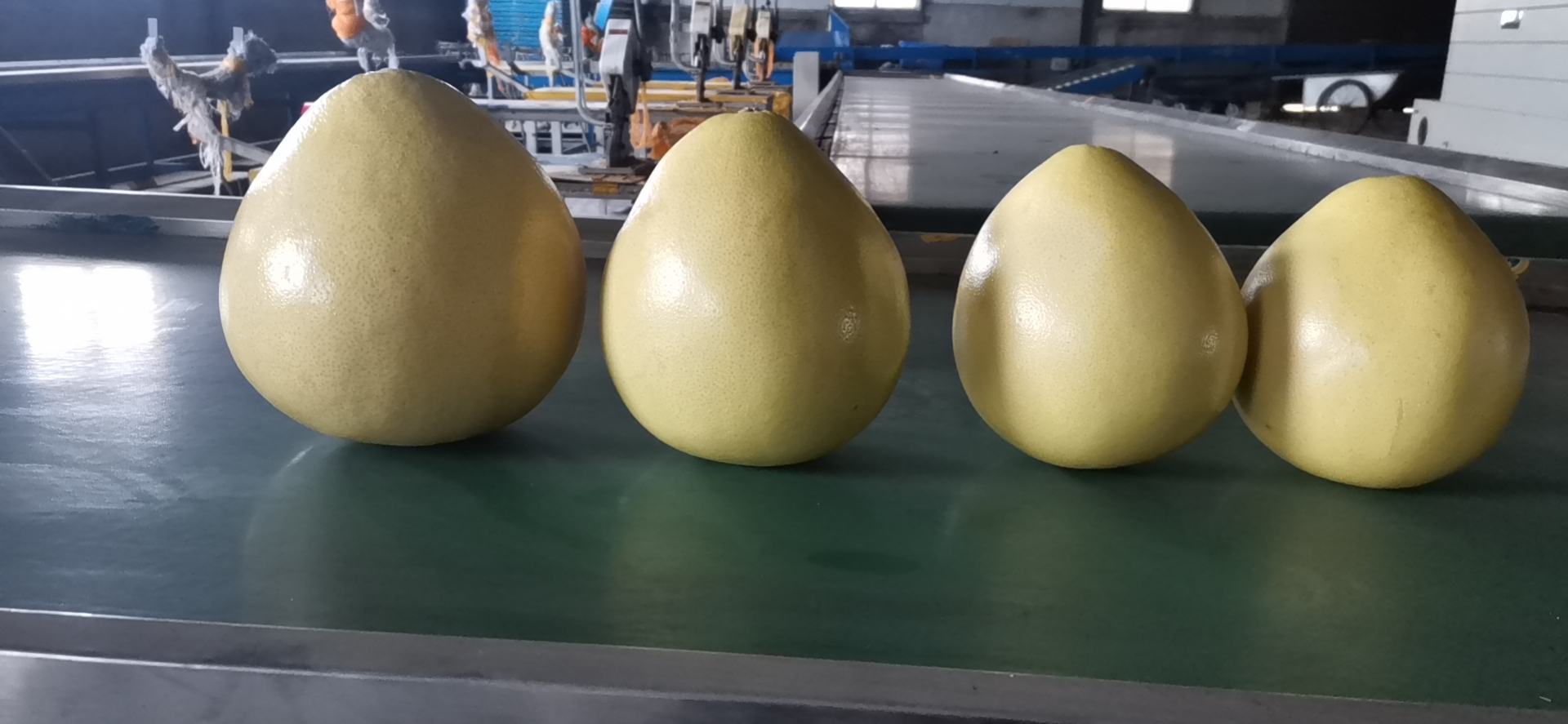 黄金蜜柚果汁加工生产线正在高效运转,满足市场需求 黄金蜜柚果汁加工生产线