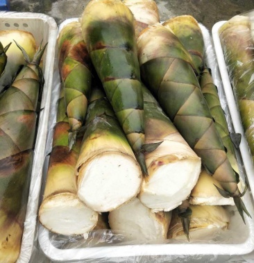 四川高山林大竹笋麻竹笋