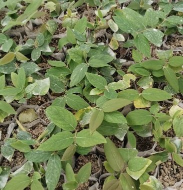 [山银花苗批发]金银花苗(山银花品种:金翠蕾,银翠蕾,白云)价格3.