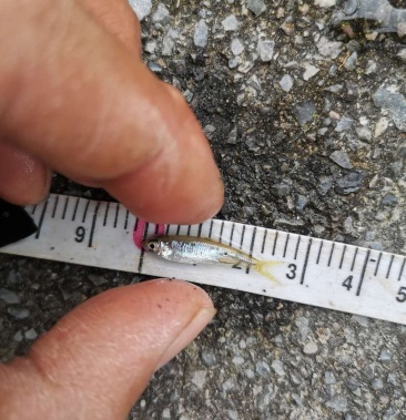 大量供应优质马口鱼苗