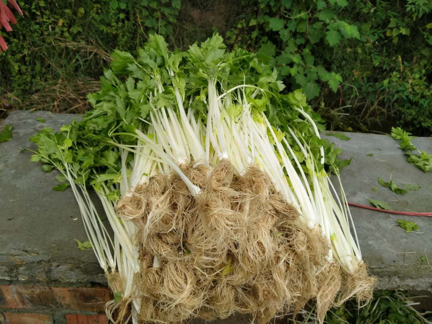 左侧为整齐定植的香芹幼苗,行距20cm,株距10cm;右侧为成熟采收状态,植株挺拔翠绿,叶片舒展,根部洁白无须,体现良好水肥管理效果 香芹大田定植与收获对比图