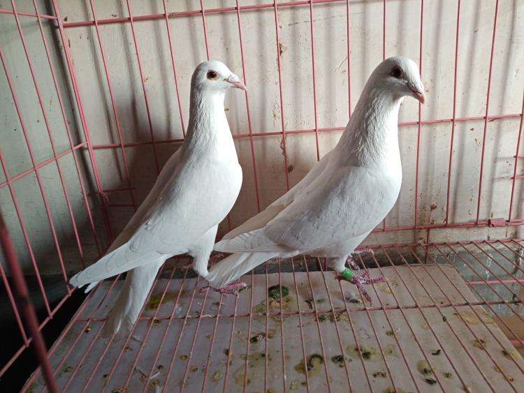 白鸽清洗与焯水步骤图