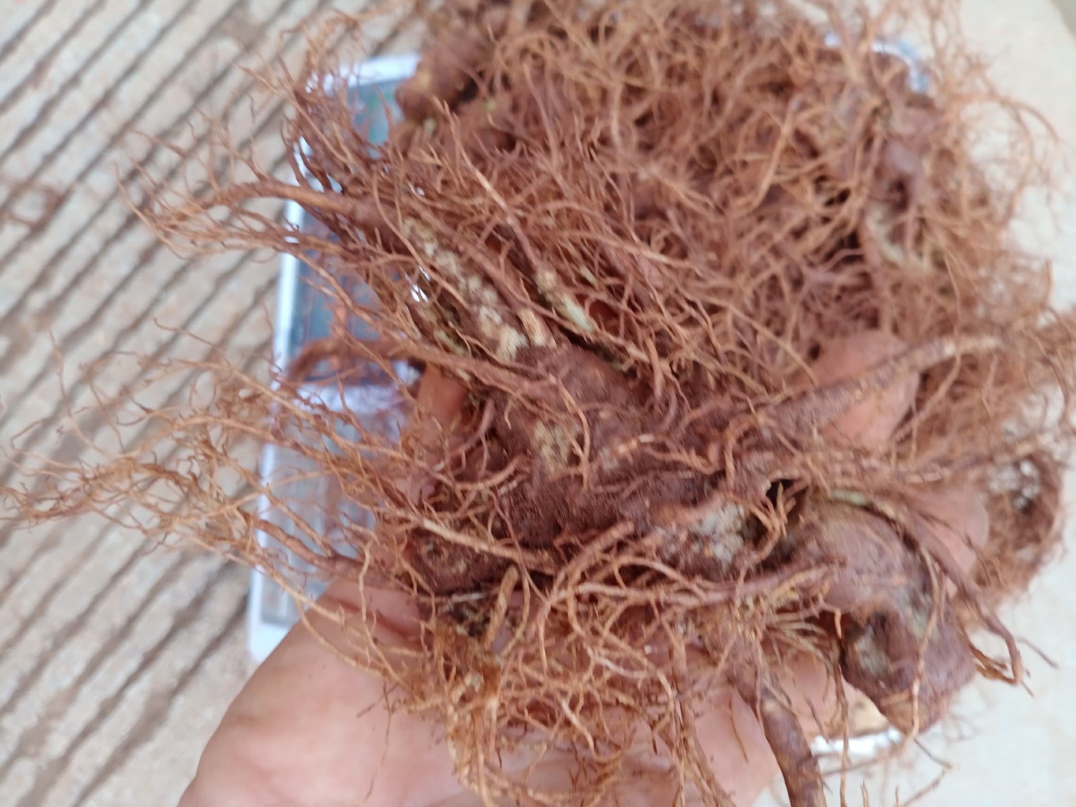 文山道地三年生三七主根实物图:断面呈灰绿色至黄白色,木质部呈明显菊花心状放射纹理,无空心、无霉变、无虫蛀,符合《中国药典》2020年版对‘三七’性状规定 三七主根横切面高清特写,可见明显木质部放射状纹理与淡黄白色断面,表面呈灰褐色栓皮,附带标尺显示长度约4cm