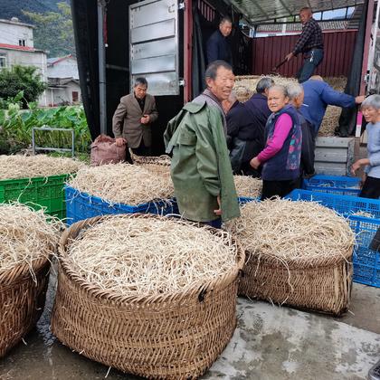 鱼腥草根大量上市需要的老板可以订购鱼腥草湖北 新鲜折耳根产地直发