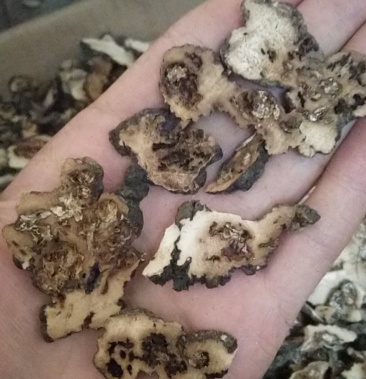 猪苓花片下脚料自然菌化陕西货源