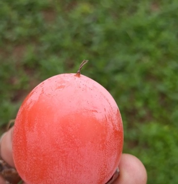 吊红柿子,口感纯甜,色泽艳,价格便宜,现巳大量上市.