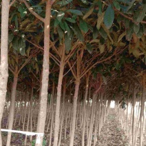 【特惠】枇杷树树形好成活率高产地直销欢迎咨询