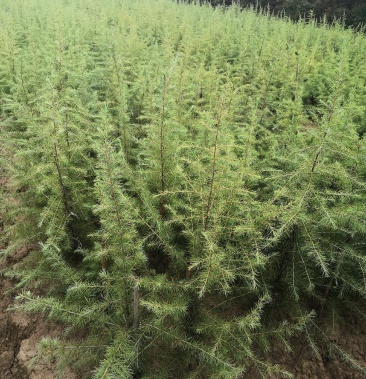 [雪松批发]雪松小苗/雪松价格/高度50-80/欢迎您实地看苗选购价格0.