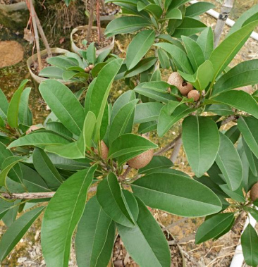 苗场直供人心果袋苗带果出售可到场看货