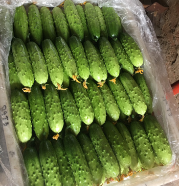 胶东旱黄瓜06千亩基地全年配单品
