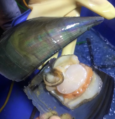 新鲜带子插螺清蒸烧烤带子