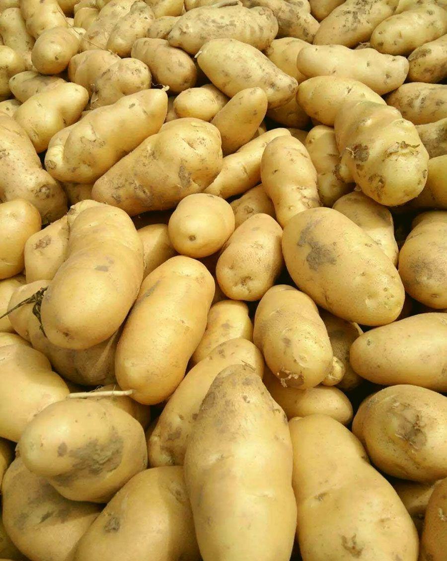 [黄心土豆批发]【上市中】山东土豆专业代办709,806 黄心226土豆价格