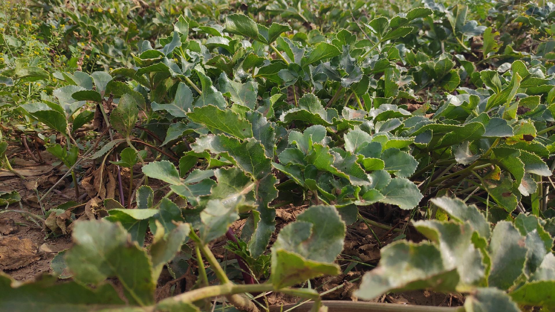 一株生长在山野间的北沙参植物,展示其细长的茎干和顶端嫩绿的叶片,叶片呈披针形,表面光滑,背景为湿润林地,阳光透过树叶洒落,突出沙参叶自然生长状态 沙参植株特写