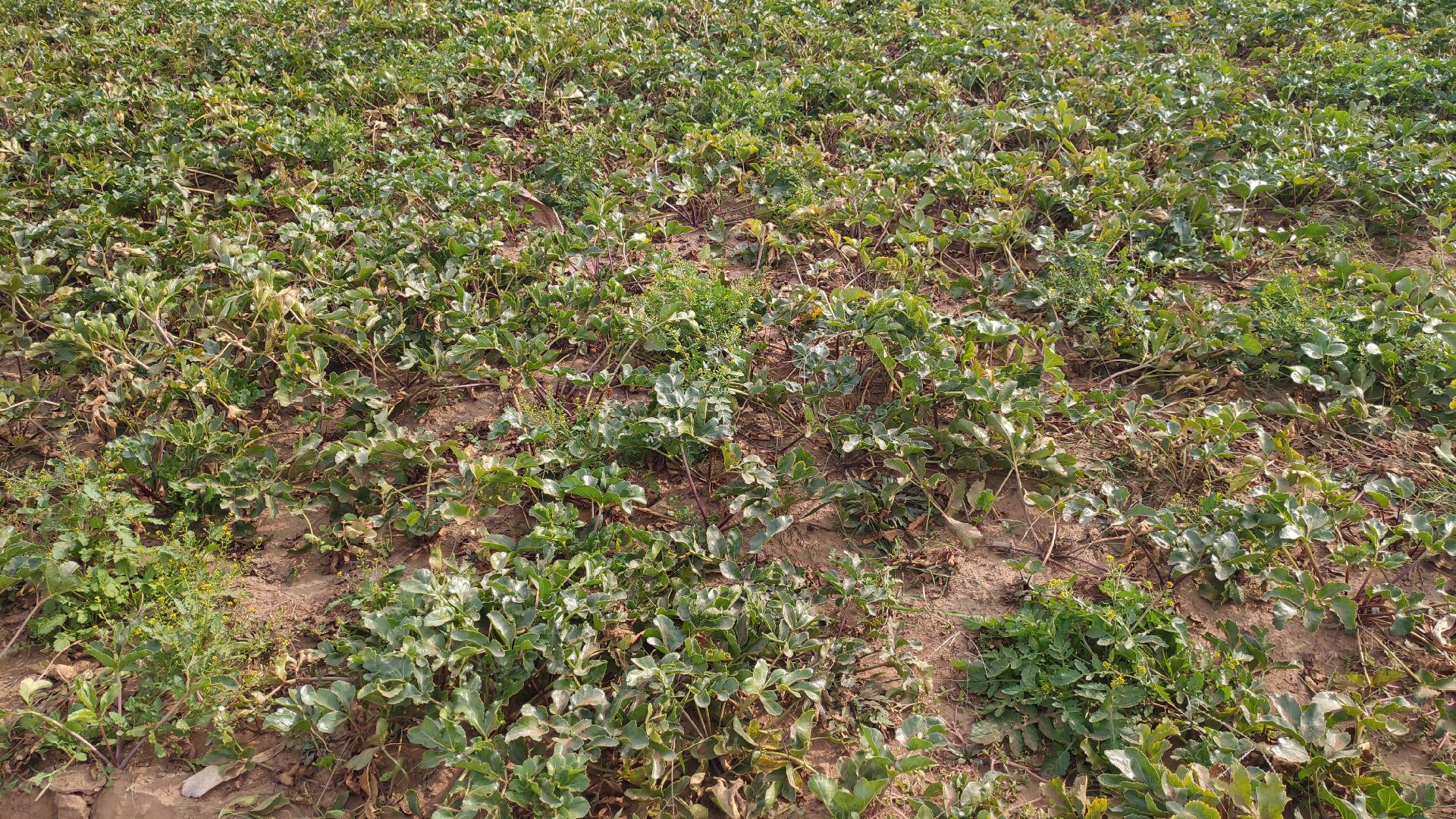 石沙参植株特写