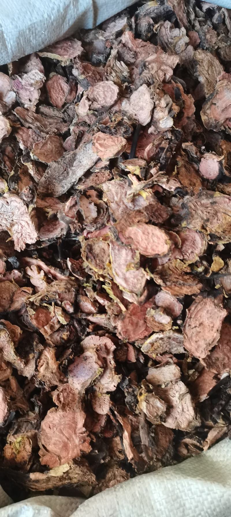 红景天 西藏红景天 大花红景天小花红景天