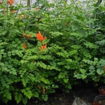 凌霄四季常绿有花漂亮