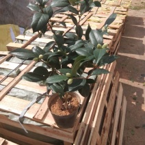 茶花盆栽18杯带花苞永福基地种植户直销一手货源长期供应