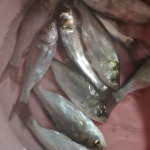 白连鱼苗，各品种大量批发零售！