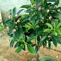 木王矮化八角茴香嫁接苗