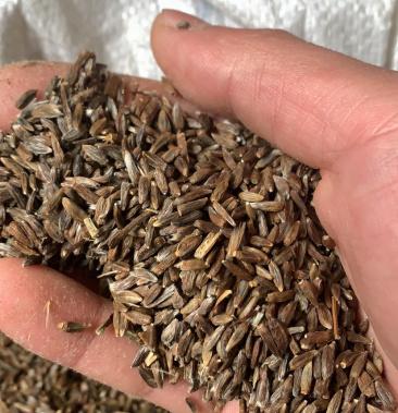 苍术种子,河北承德品种