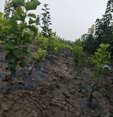 彩叶豆梨秋火焰小苗需要请联系