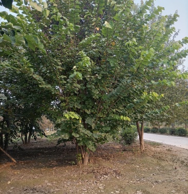 丛生巨紫荆5杆以上一级树