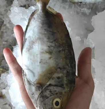 [泥猛魚批發]單凍,盤凍泥猛魚規格齊全價格90.00元/件 - 一畝田