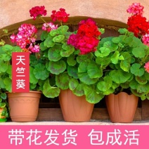 天竺葵盆栽带花发货单瓣重瓣天竺葵花苗阳台庭院花卉洋绣球
