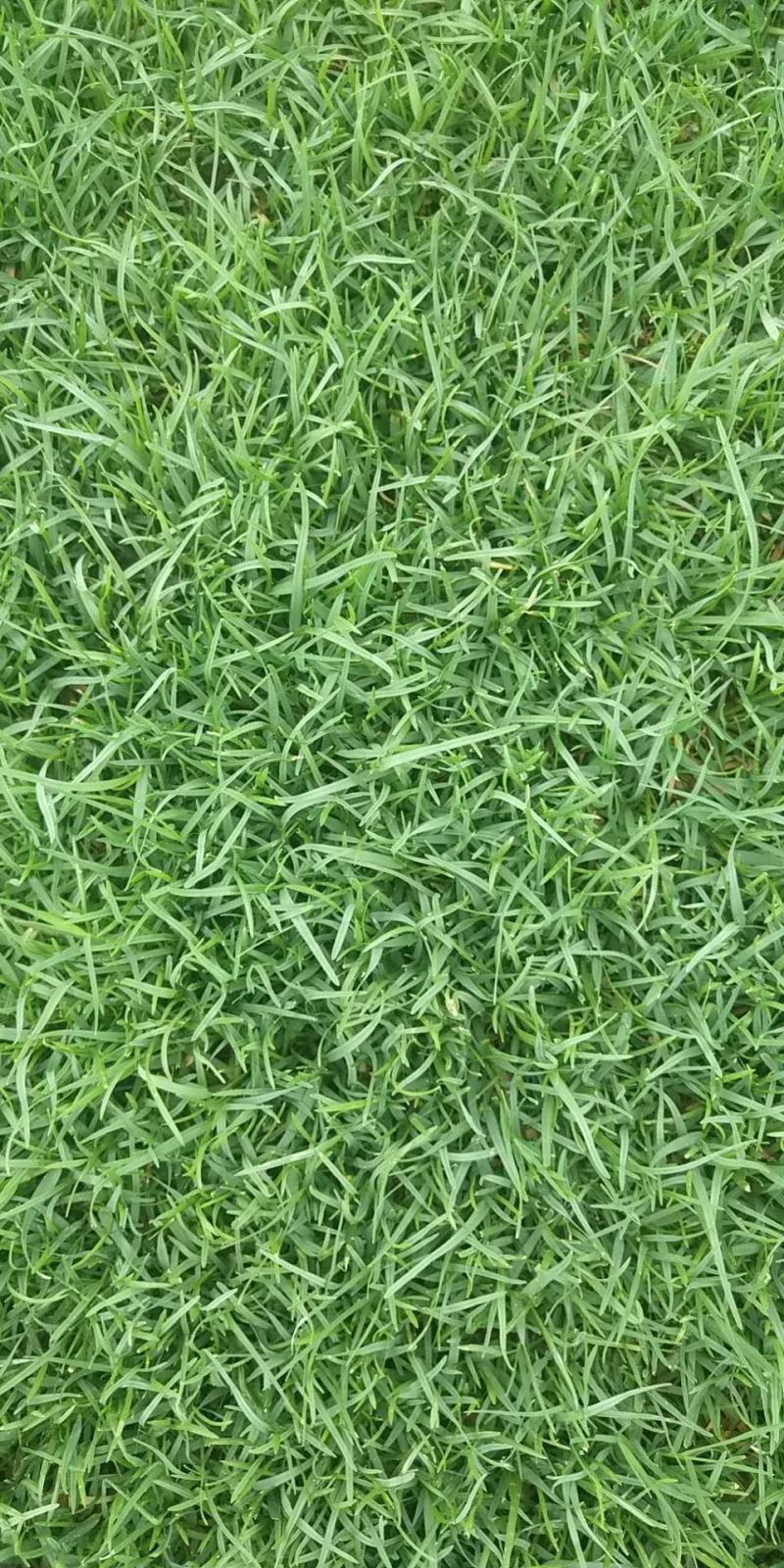 广东湘兰草场长期供应优质兰引三号