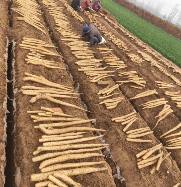 河南产地优质九斤黄山药精品新鲜山药货源充足