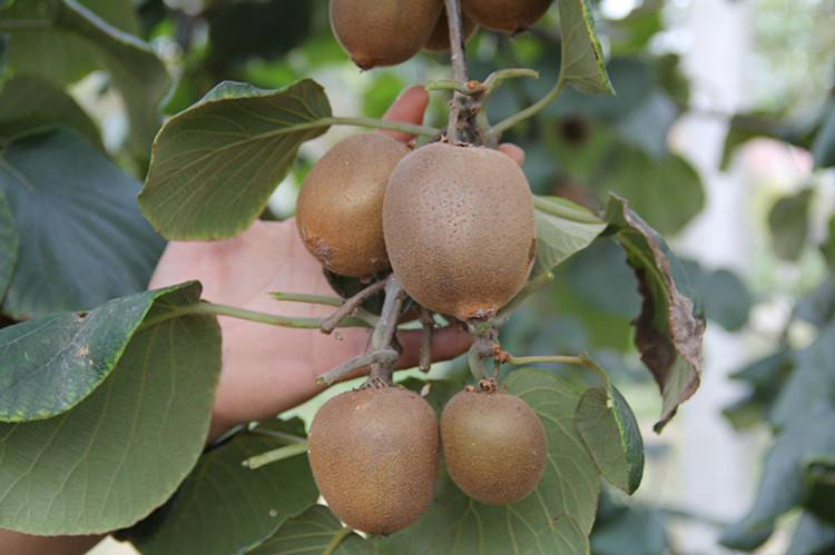 黄金果猕猴桃幼树挂果