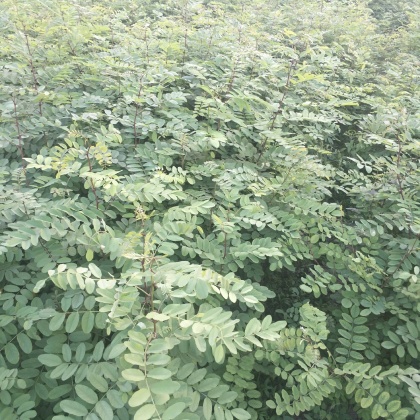 恩施刺槐苗产地行情