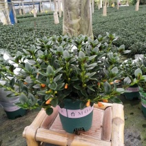 金鱼草盆栽花卉吸甲醛净化空气绿植，永福产地直销，品质保证