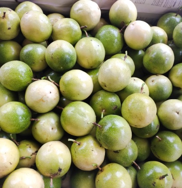 芭乐味黄金果统货现货35元