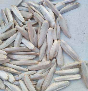 南疆特产牙签瓜子也称马牙瓜子好吃不上火来自新疆的好果子