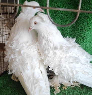 大体大卷毛腿后翻白芙蓉