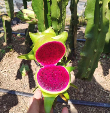 鼎众农业白花青龙火龙果苗