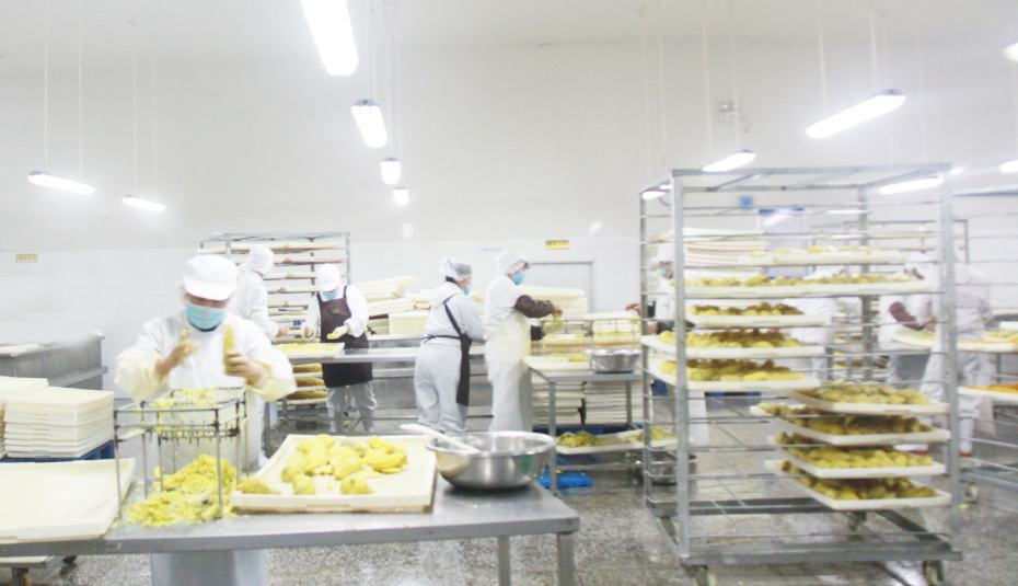 龙薯9号大薯加工生产线实景图