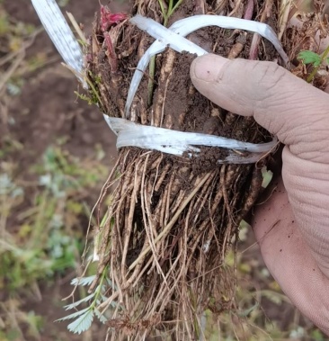 当归苗(本地精品,自产自销)