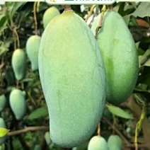 四季芒果苗生吃脆甜熟了蜜甜好吃
